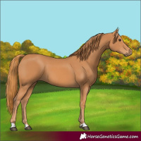 Horse Color:Unknown 