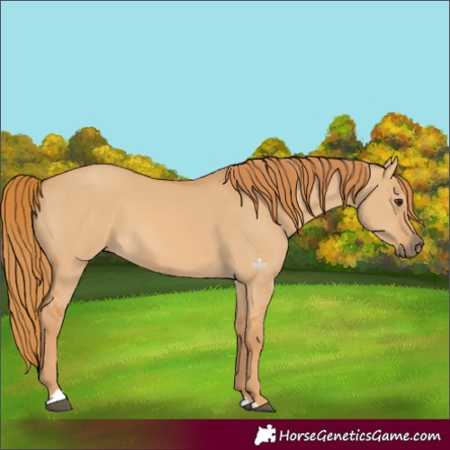 Horse Color:Red Dun 