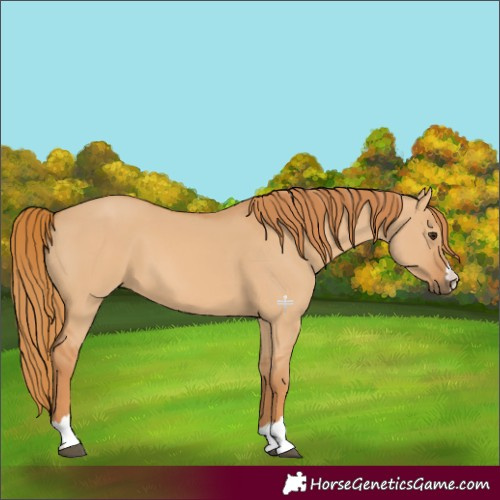 Horse Color:Red Dun 
