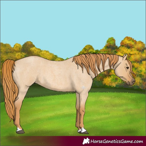 Horse Color:Red Dun Roan 
