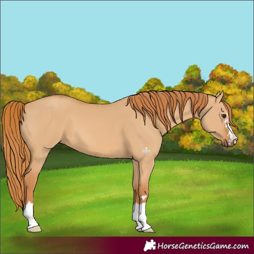 Horse Color:Red Dun 