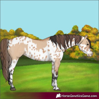 Horse Color:Bay Dun Sabino Rabicano  and Bay Dun Sabino Appaloosa Rabicano 