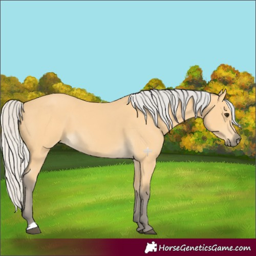 Horse Color:Silver Buckskin 
