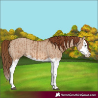 Horse Color:Red Dun Splash  and Red Dun Splash 