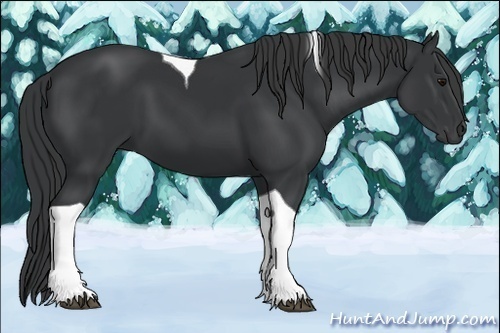 Horse Color:Black Tobiano 