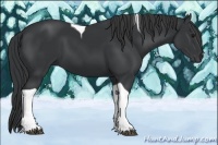 Horse Color:Black Tobiano