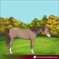 Horse Color:Classic Champagne Splash