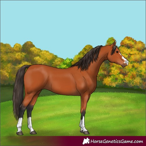 Horse Color:Bay 