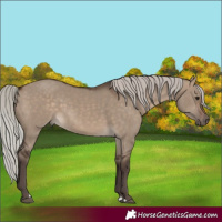 Horse Color:Silver Brown Dun 
