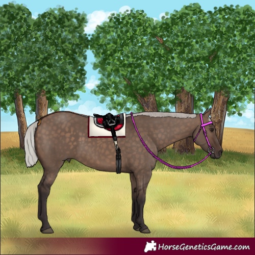Horse Color:Silver Brown Dun 