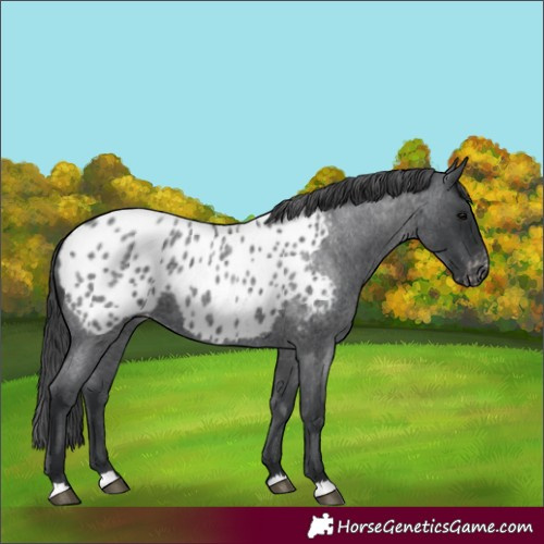 Horse Color:Blue Roan Appaloosa