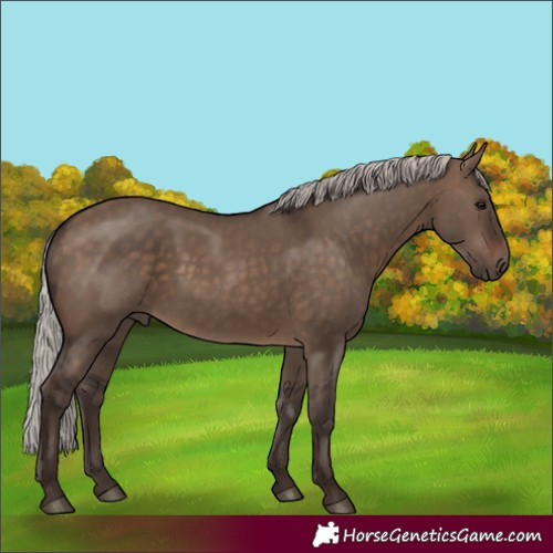 Horse Color:Silver Brown Dun