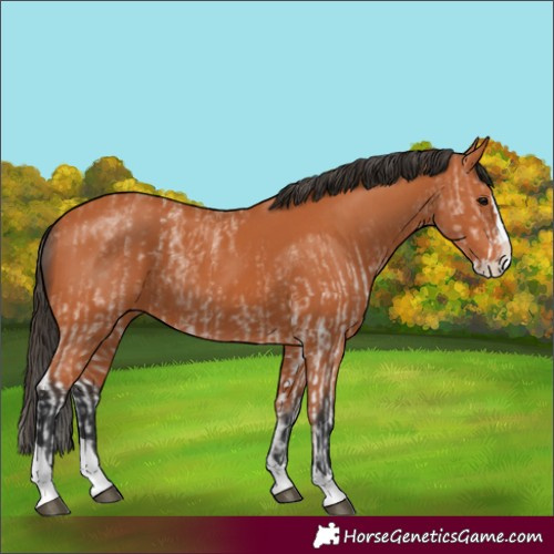 Horse Color:White Spotted Bay Splash and Bay Splash Tobiano