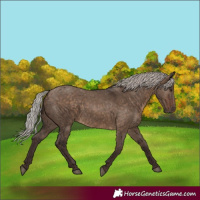 Horse Color:Silver Brown Dun 