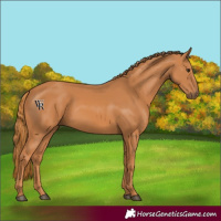 Horse Color:Chestnut 