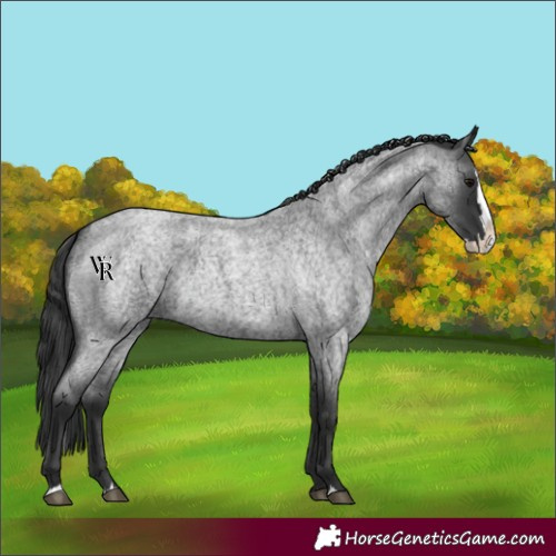 Horse Color:Blue Roan Splash 