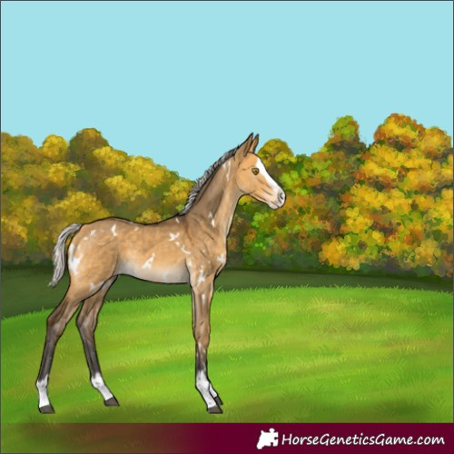 Horse Color:White Spotted Silver Buckskin Dun Splash Rabicano 
