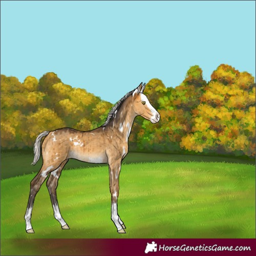 Horse Color:Unknown 