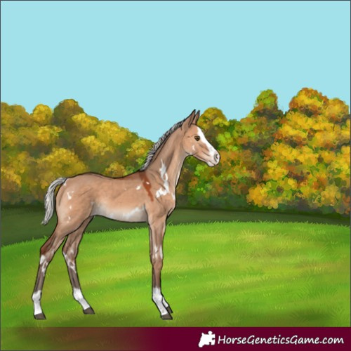 Horse Color:Unknown 