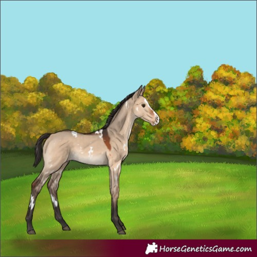 Horse Color:White Spotted Bay Dun Splash Rabicano 