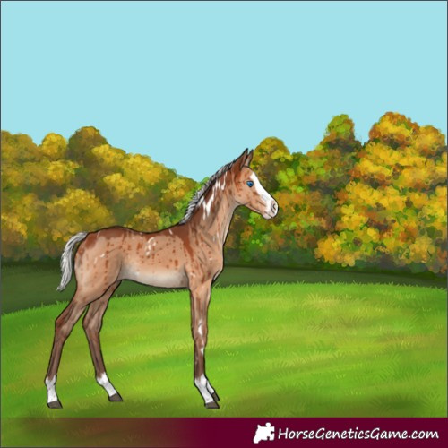 Horse Color:White Spotted Silver Bay Dun Splash Rabicano Brindle 