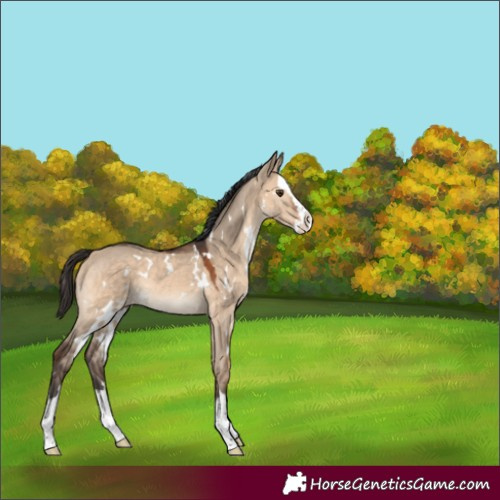 Horse Color:Unknown 