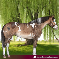 Horse Color:White Spotted Bay Dun Splash Rabicano Brindle 