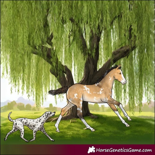 Horse Color:White Spotted Buckskin Dun Splash Rabicano 