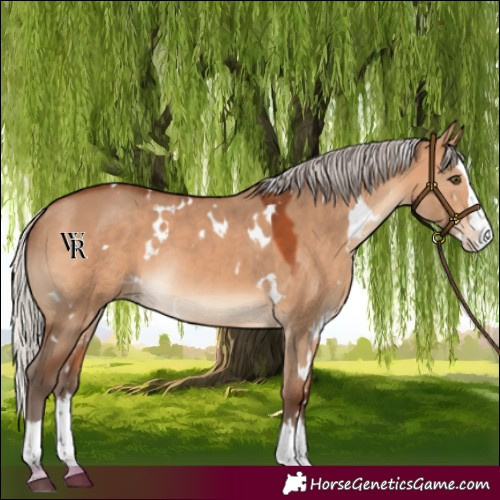 Horse Color:White Spotted Silver Bay Dun Splash Rabicano