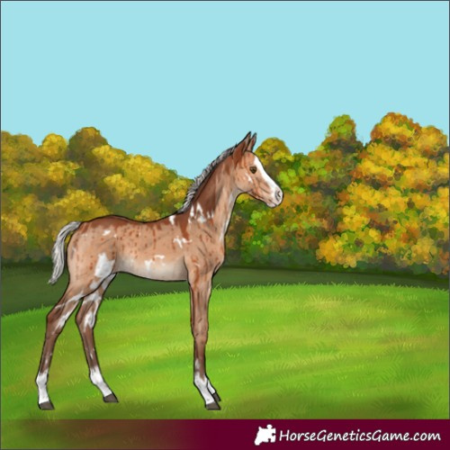 Horse Color:White Spotted Silver Bay Dun Splash Rabicano Brindle 