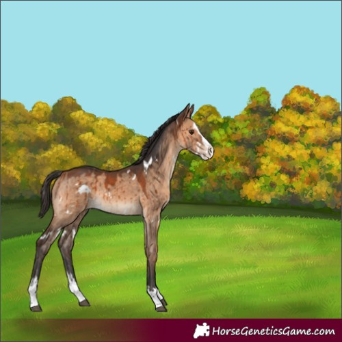 Horse Color:White Spotted Bay Dun Splash Rabicano Brindle