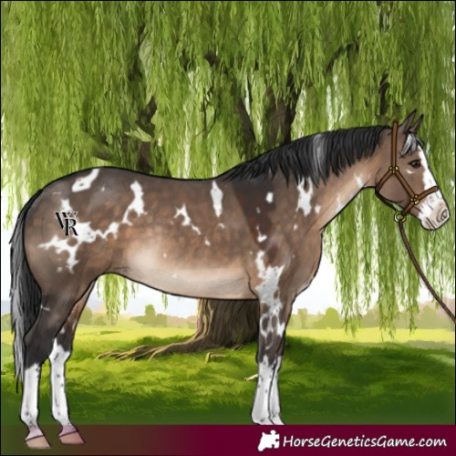 Horse Color:White Spotted Brown Dun Splash Rabicano 