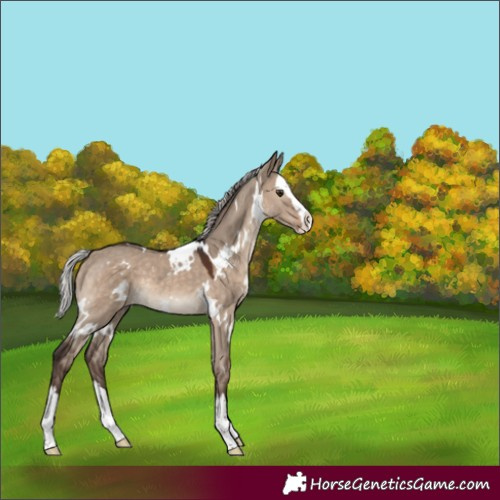 Horse Color:White Spotted Silver Brown Dun Splash Rabicano 