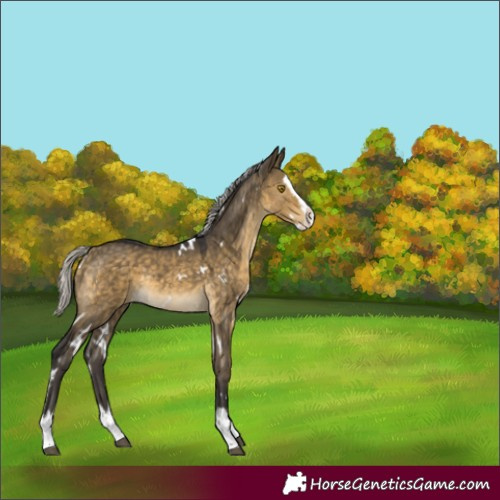 Horse Color:Unknown 