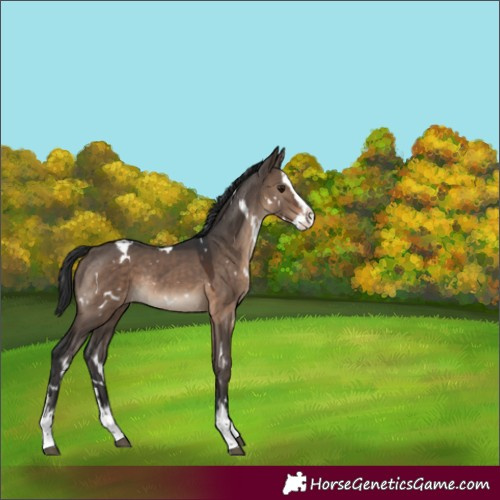 Horse Color:White Spotted Brown Dun Splash Rabicano