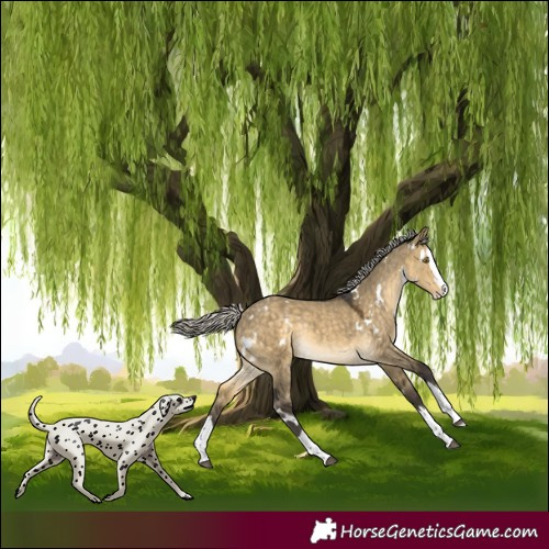 Horse Color:White Spotted Silver Buckskin Dun Splash Rabicano 