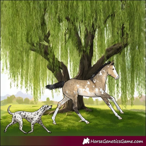 Horse Color:White Spotted Buckskin Dun Splash Rabicano 