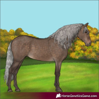 Horse Color:Silver Brown Dun 