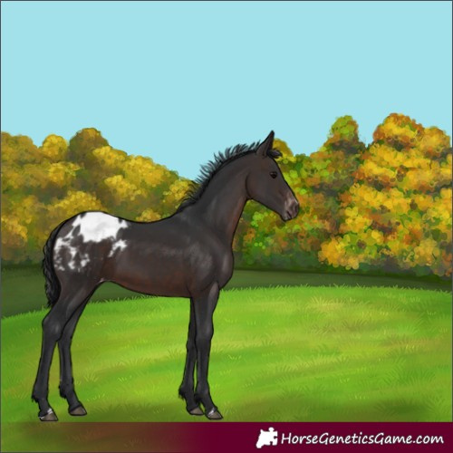 Horse Color:Brown Appaloosa 
