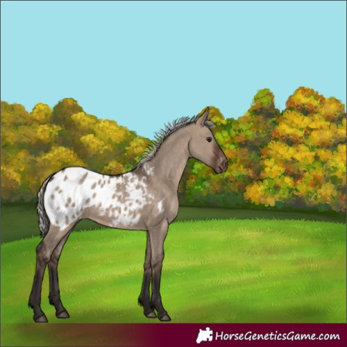 Horse Color:Silver Brown Dun Appaloosa 