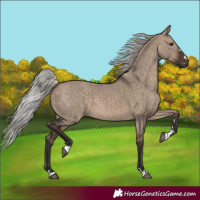 Horse Color:Silver Brown Dun