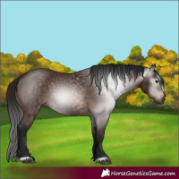 Horse Color:Gray Bay 