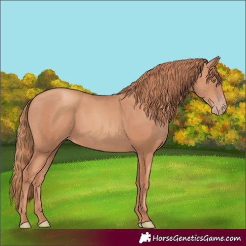 Horse Color:Gold Champagne 
