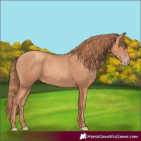 Horse Color:Gold Champagne 