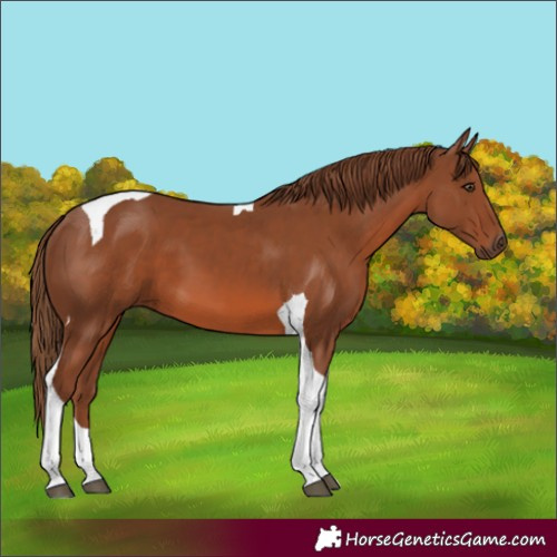 Horse Color:Chestnut Tobiano 