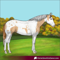Horse Color:Red Dun Splash Tobiano
