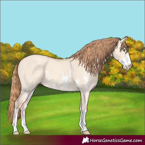 Horse Color:Gold Champagne Dun Sabino 