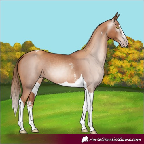 Horse Color:Gray Gold Champagne Sabino Splash Tobiano Appaloosa 