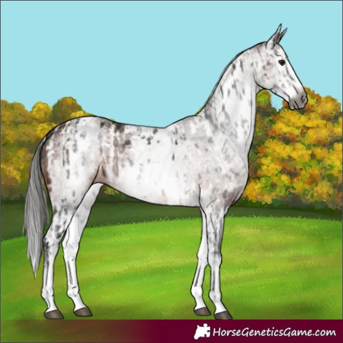 Horse Color:Gray White Spotted Brown Appaloosa  and Gray White Spotted Bay Splash 