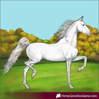 Horse Color:Gray Gold Cream Champagne Roan Splash Appaloosa 